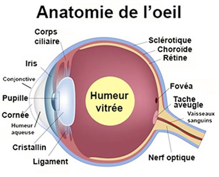 Chirurgie de la rétine à Paris Centre Ophtalmologique Sorbonne St Michel