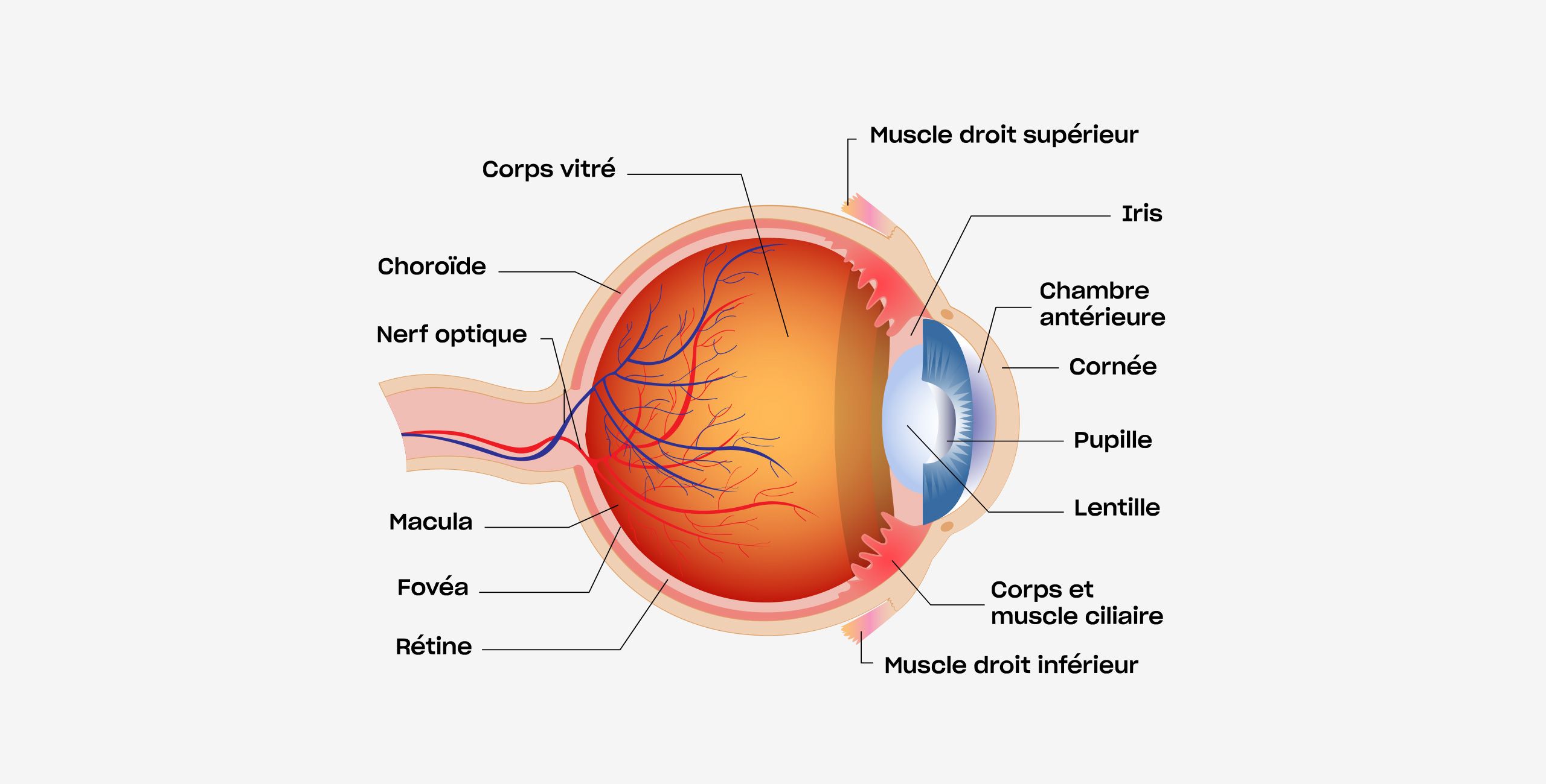 Les pathologies de la cornée - Centre ophtalmologique COSS Paris 5